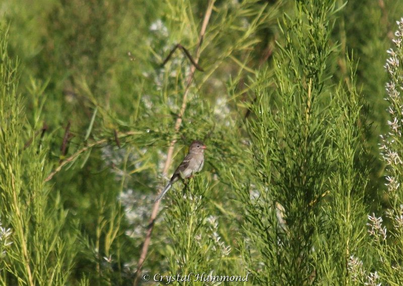 Field Sparrow.jpg